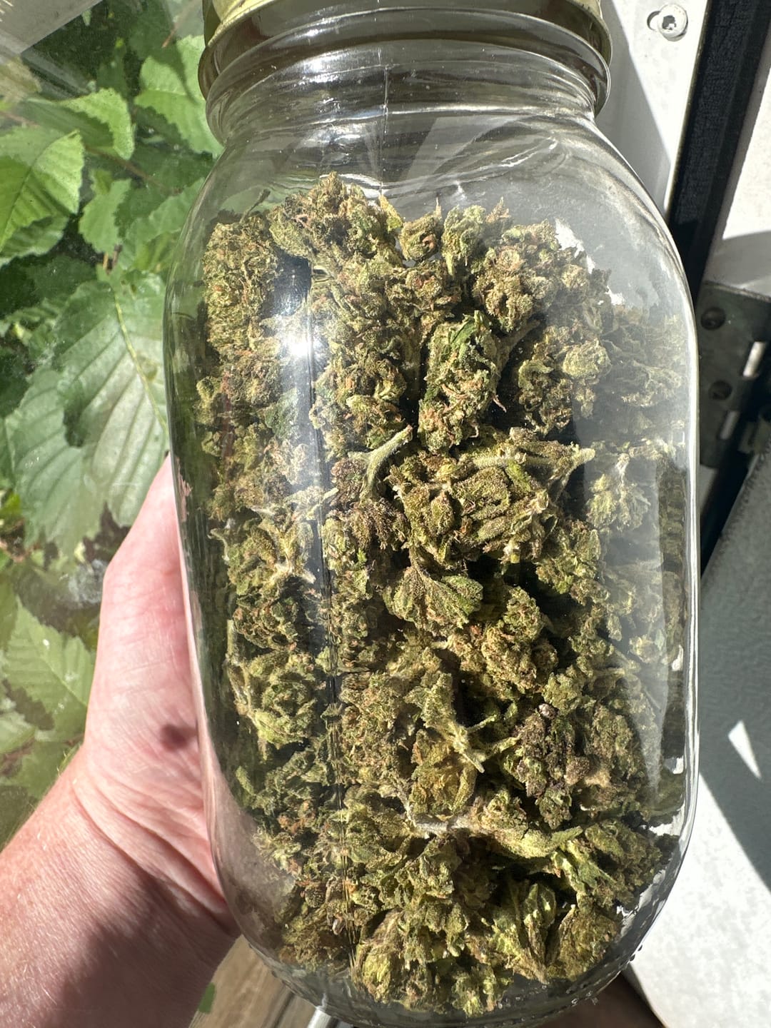 Customer photo review of Chem Dawg Minis - Bulk Minis - Hybrid