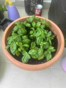 Customer photo review of Podiara™ Orteză Reglabilă Pentru Monturi
