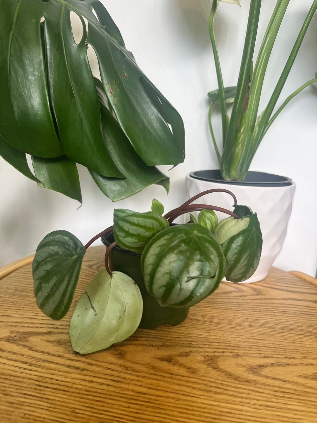 Customer photo review of Watermelon Peperomia starter plant In 4" Grow Pot - Large Watermelon-Striped Peperomia - Indoor Succulent Plant - Easy Care Houseplant