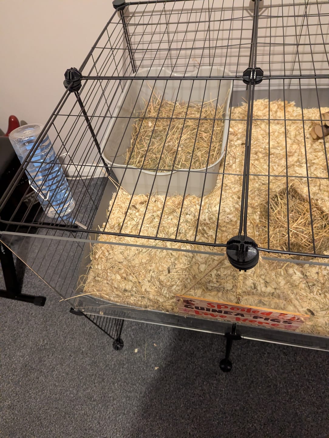 Customer photo review of Litter Tray for Guinea Pigs and Rabbits