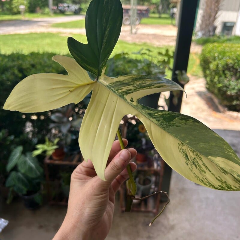 Customer photo review of Variegated Philodendron Florida Beauty Cutting - Rare Collector Indoor Plant
