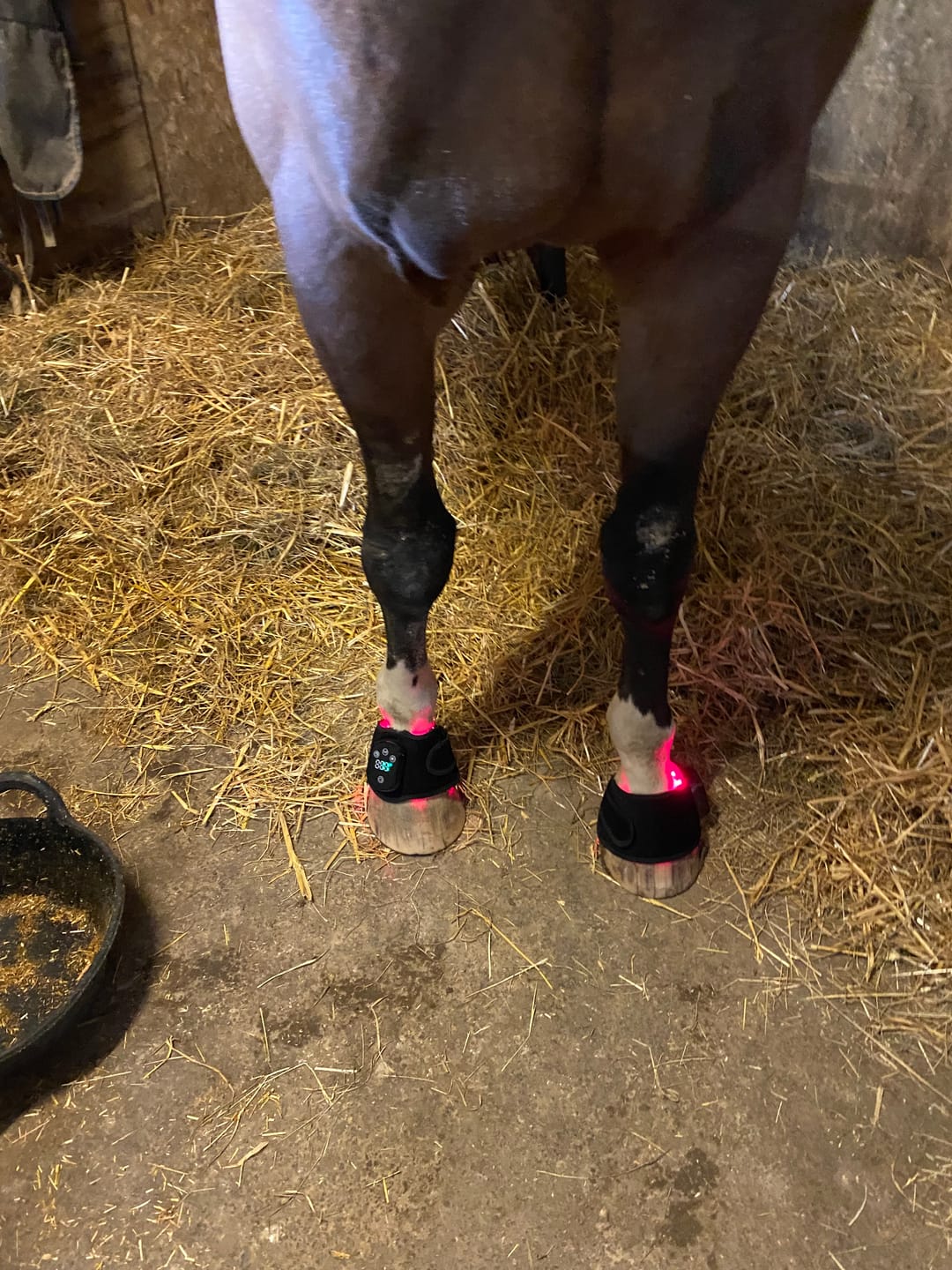 Customer photo review of HorseHalo™ HaloLegs Mini