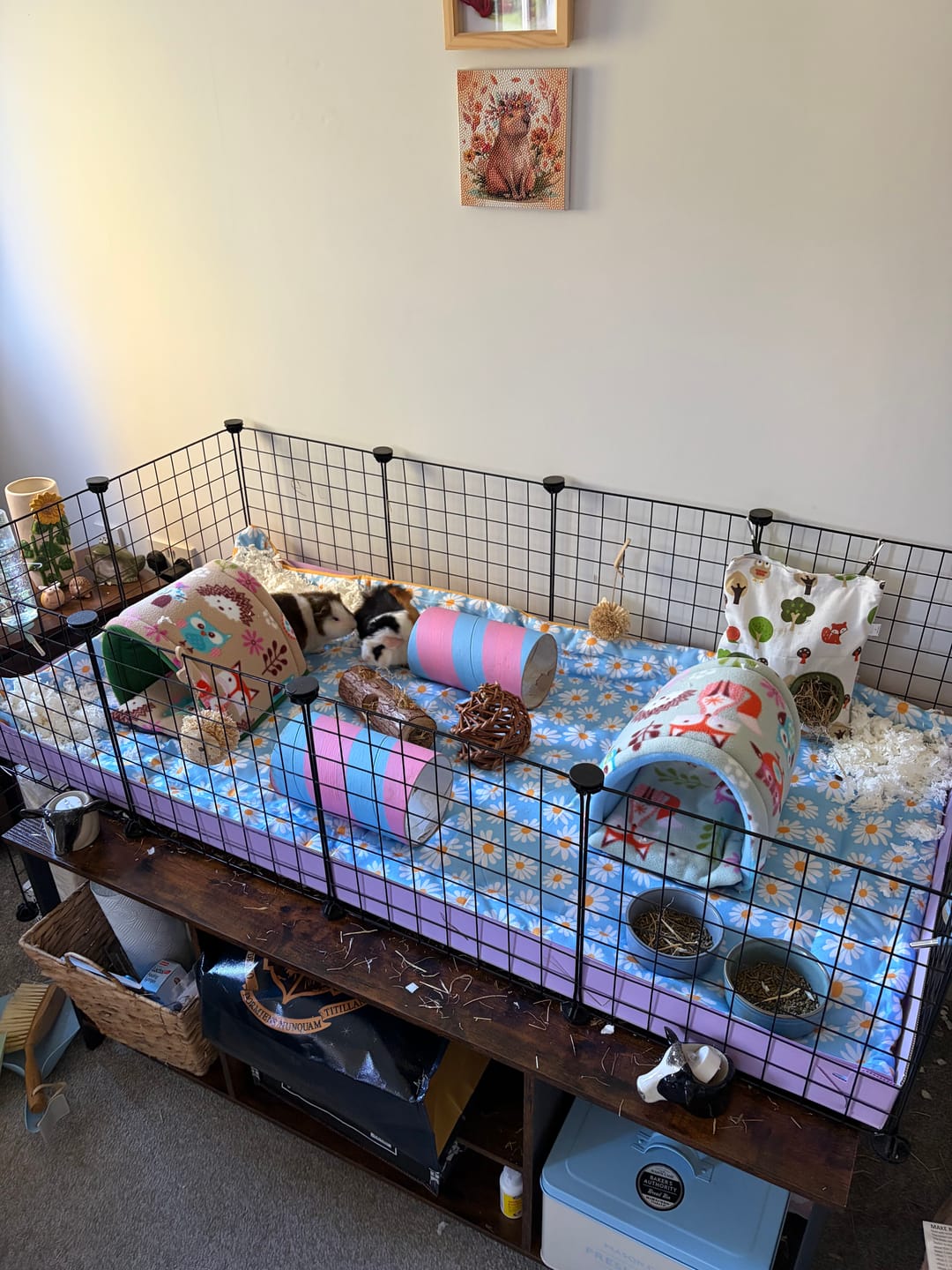 Customer photo review of Plush Fleece Liners for Guinea Pigs | Daisy Collection