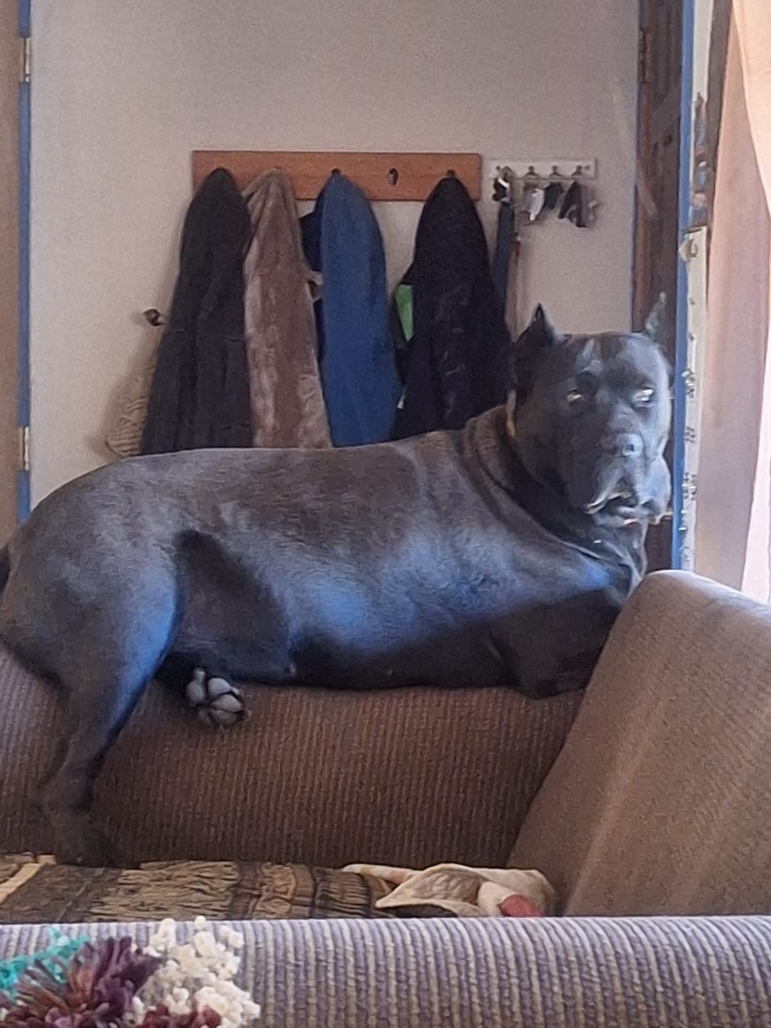 Customer photo review of Salmon Oil