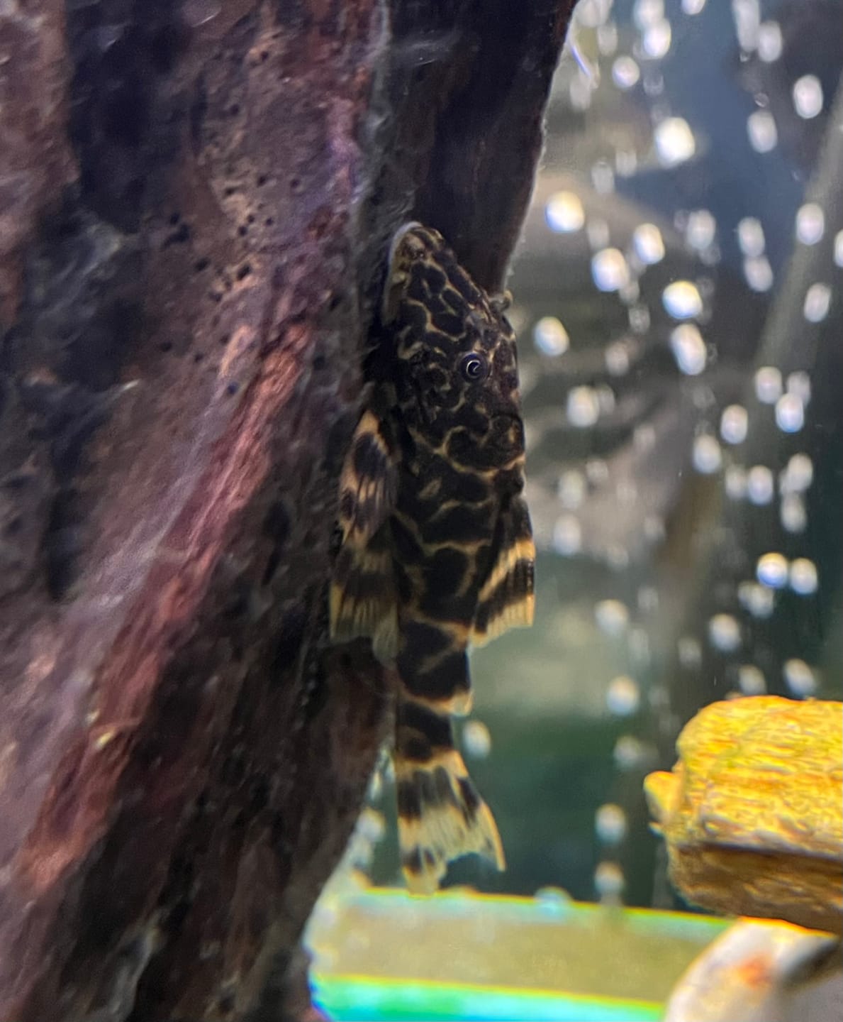 Customer photo review of Clown Pleco (Panaqolus maccus)(Unsexed)