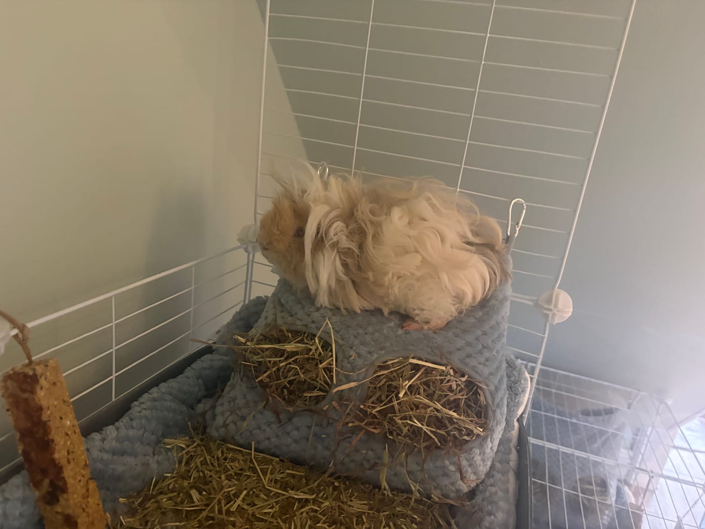 Customer photo review of Extra Soft Hay Bag for Guinea Pigs | Dusky Blue
