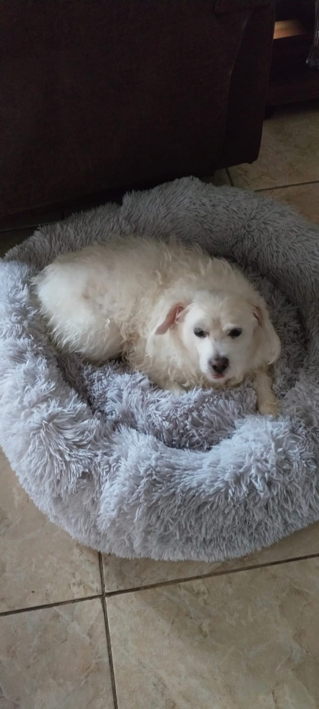 Customer photo review of Cama Anti-Estrés THE DOGS — Menos ansiedad, más descanso