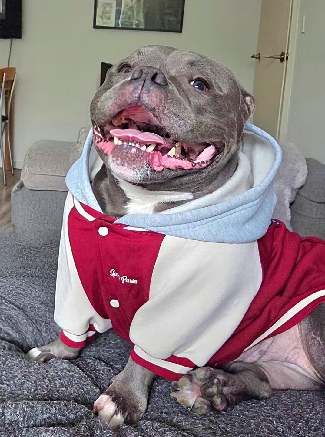 Customer photo review of Dog Varsity Jacket - Red