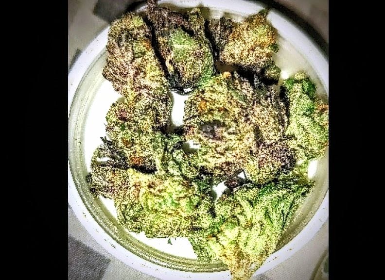 Customer photo review of Biscotti THCA Flower (Budget)