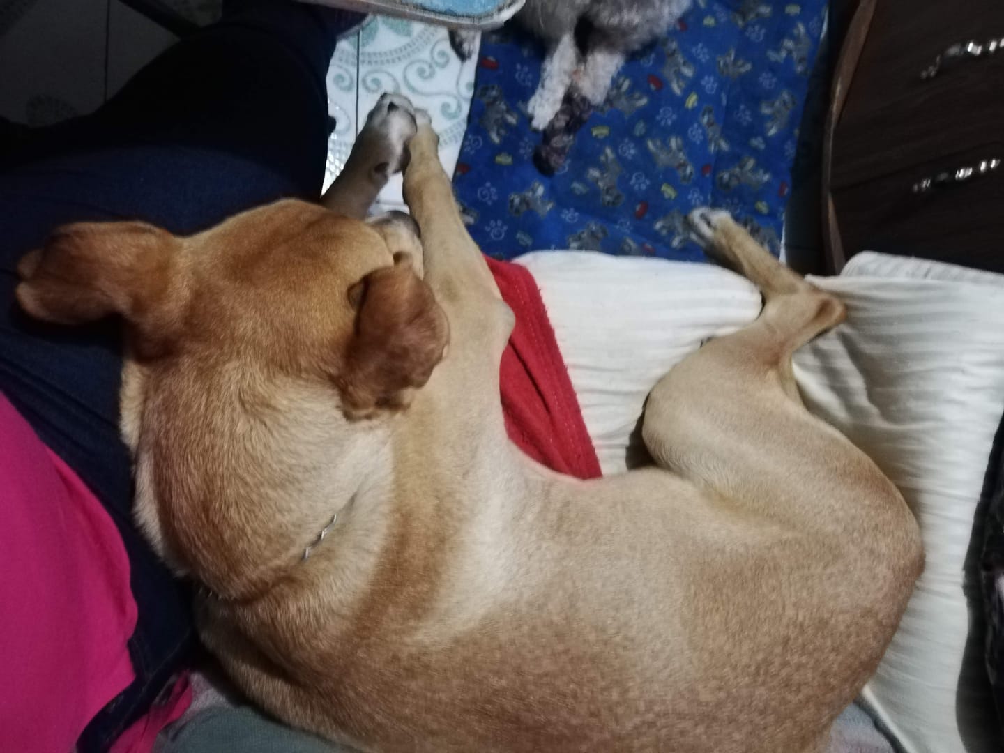 Customer photo review of FL3918 1 Pieza De Jabon Antiseborreico y Queratolitico Para Mascota