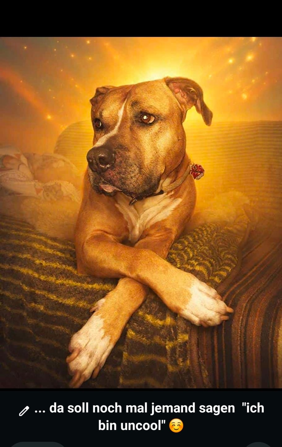 Customer photo review of Allergietest Plus Hund