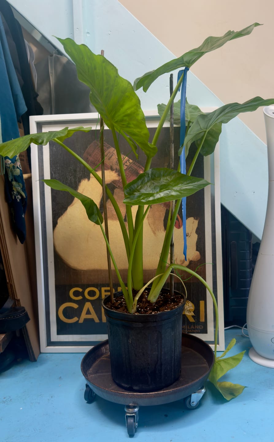 Customer photo review of Large Alocasia 'Odora'