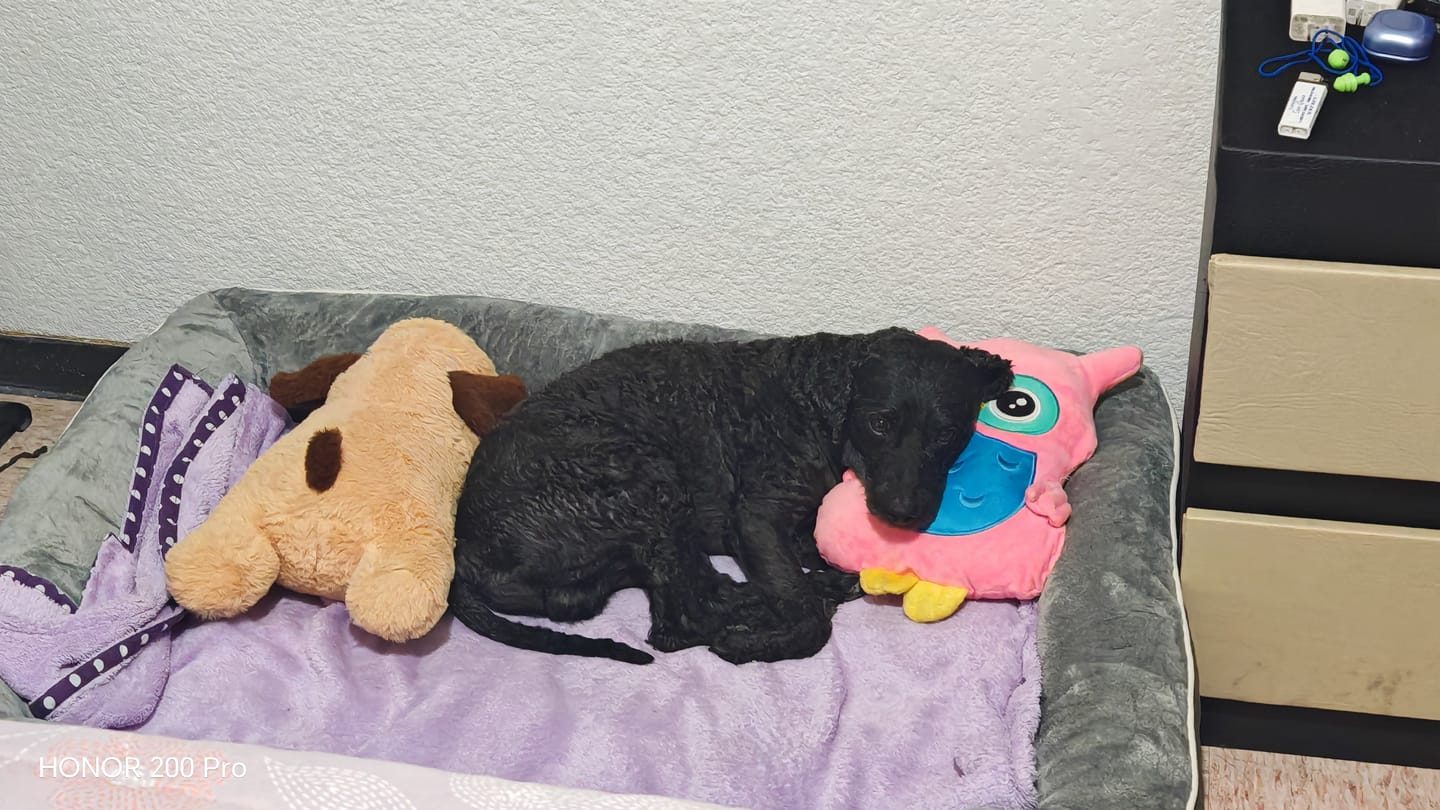 Customer photo review of Cama Ortopédica para Perros
