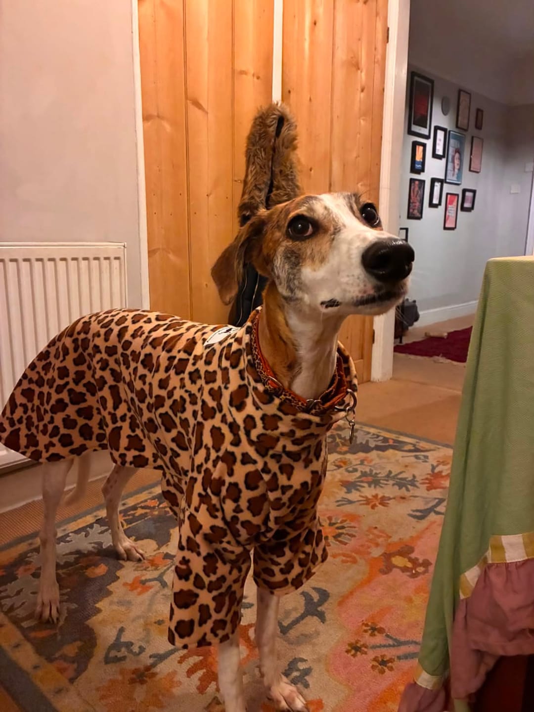 Customer photo review of Tiger Anti Pill Polar Fleece Fabric