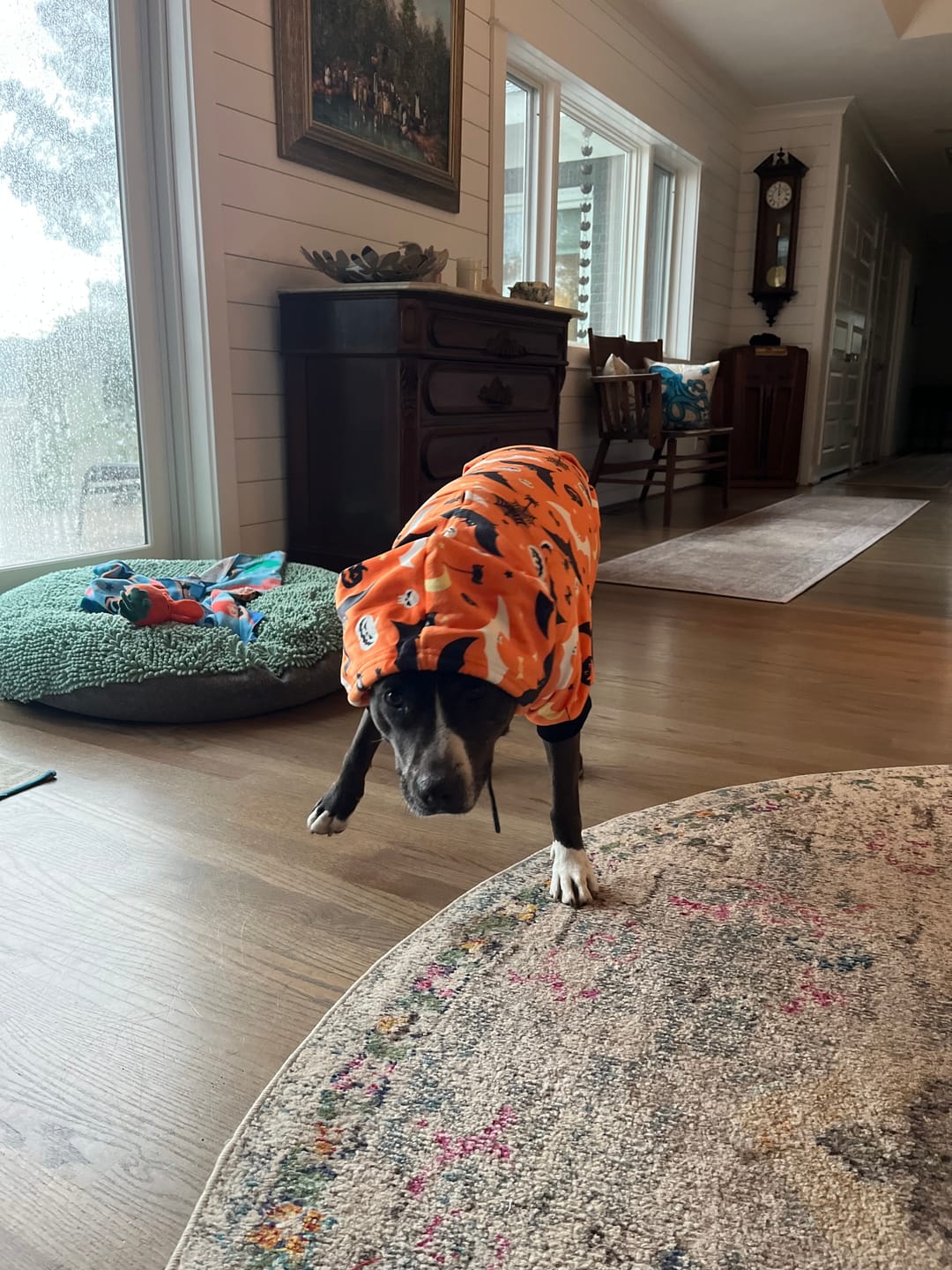 Customer photo review of Dog Pajama - Monkey Business