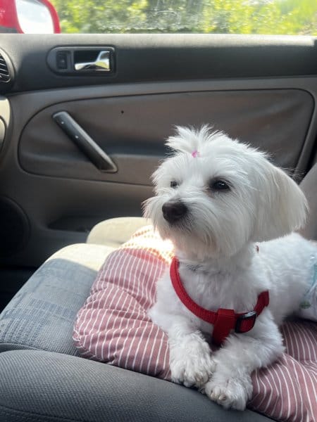 Customer photo review of iGROOM Sampon Squeaky Clean pentru Caini