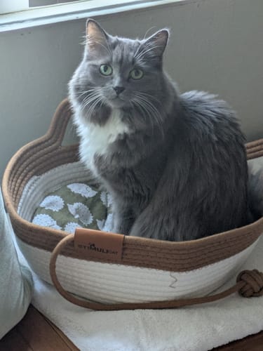 Customer's grey cat sitting comfortably in an Instinct Basket, featuring a round, handwoven rope design.
