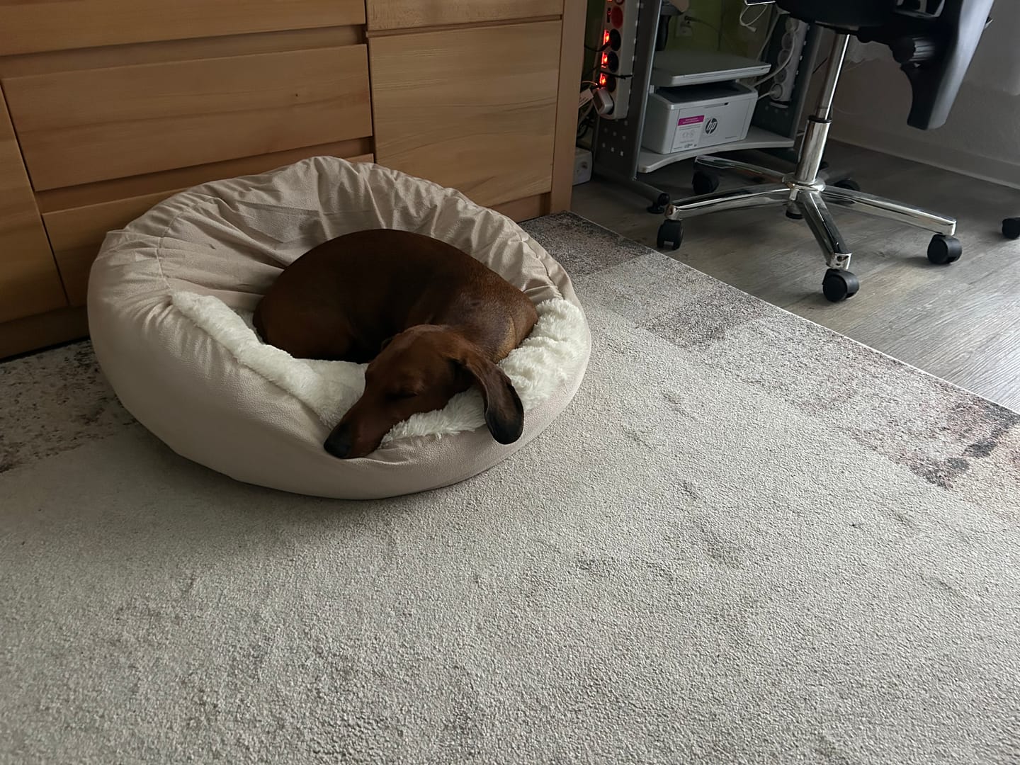 Customer photo review of Kuschelhöhle Hund – Hundebett mit Höhle für Dackel & alle Größen