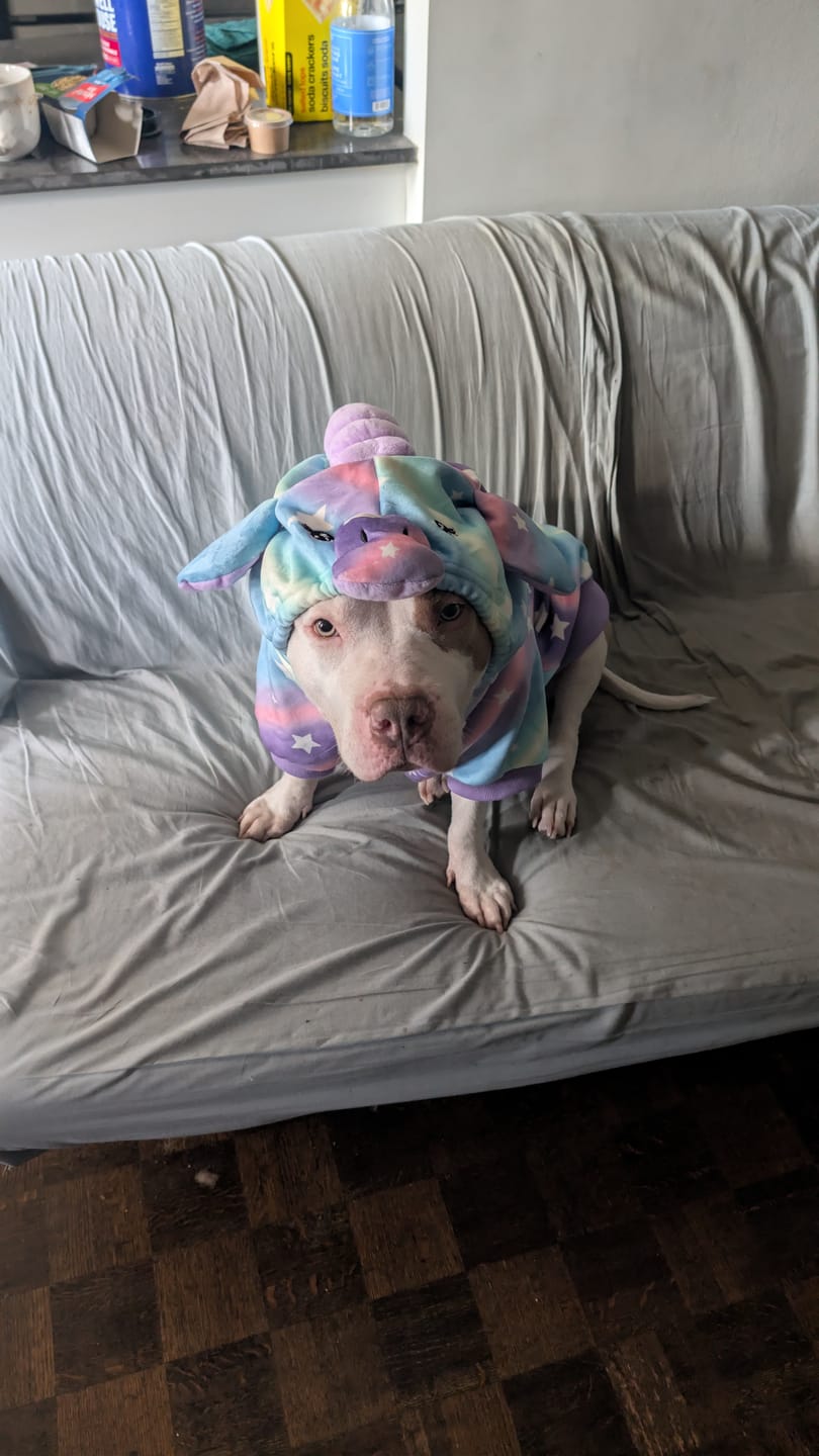 Customer photo review of Halloween Dog Hoodie - Unicorn