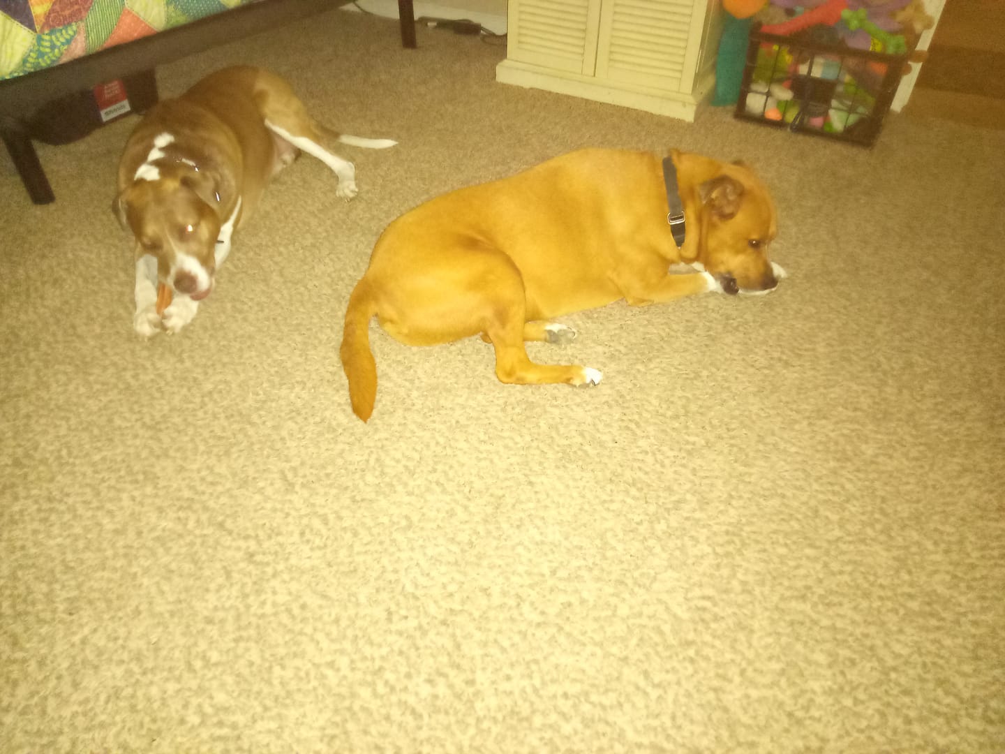 Customer photo review of 6 Inch Jumbo Bully Stick