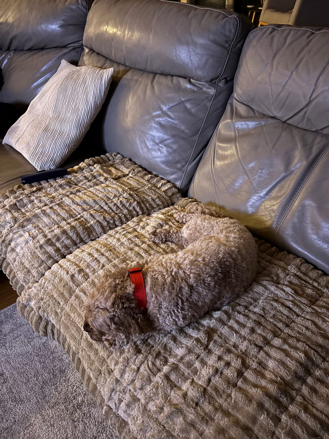Customer photo review of Cosy Couch - Couch Cover