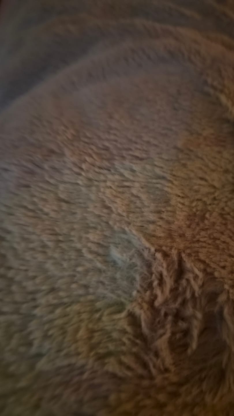 Customer photo review of Vienspalvis chaki