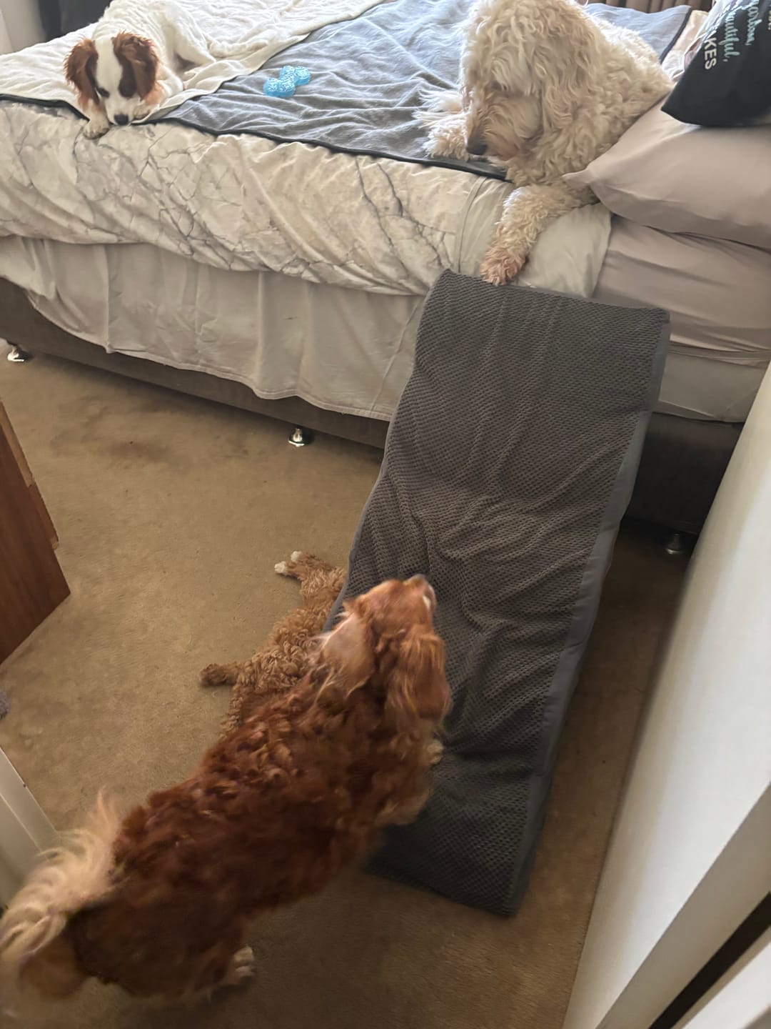 Customer photo review of Soft Foam Dog Stairs – Non-Slip Dog Steps for Beds & Couches