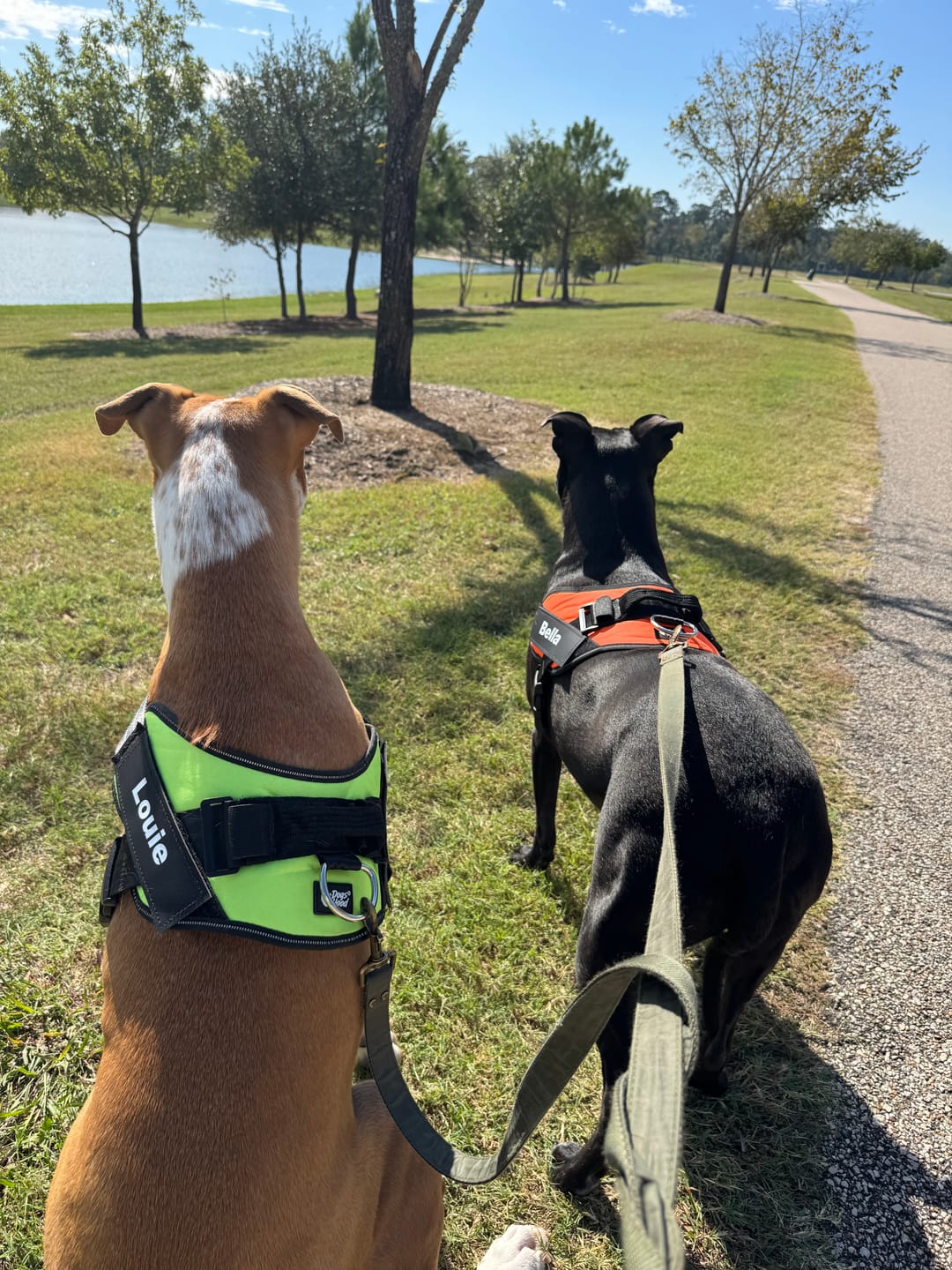 Customer photo review of Dogshood ™ Ergonomic Harness