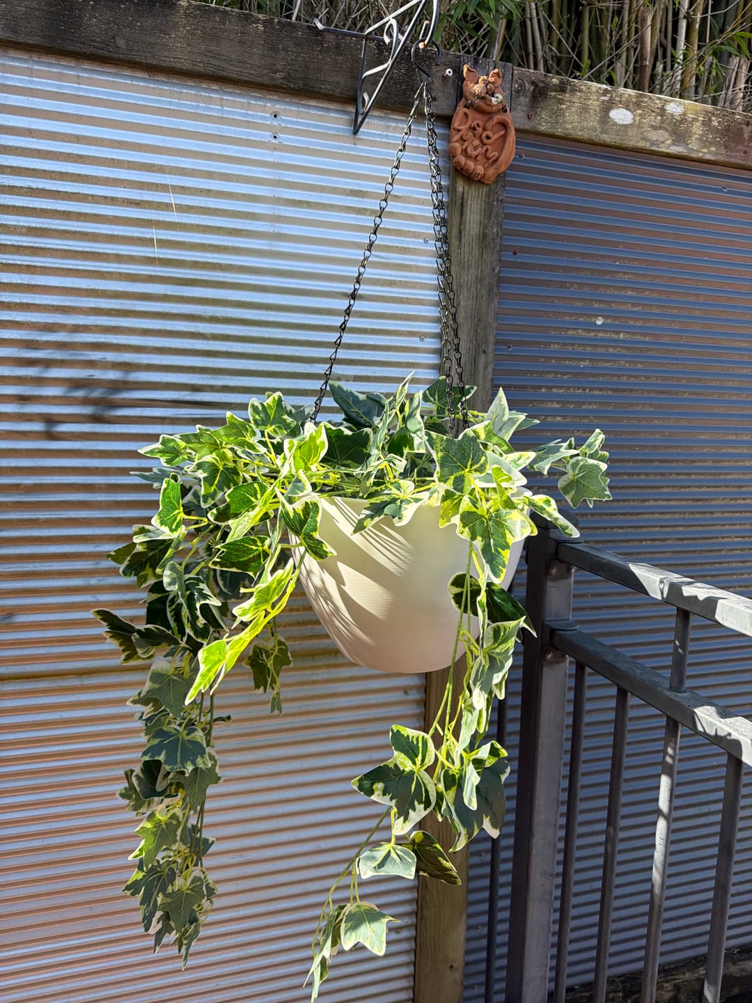 Customer photo review of Hanging Rustic White Plastic Pot with Chain 30cm