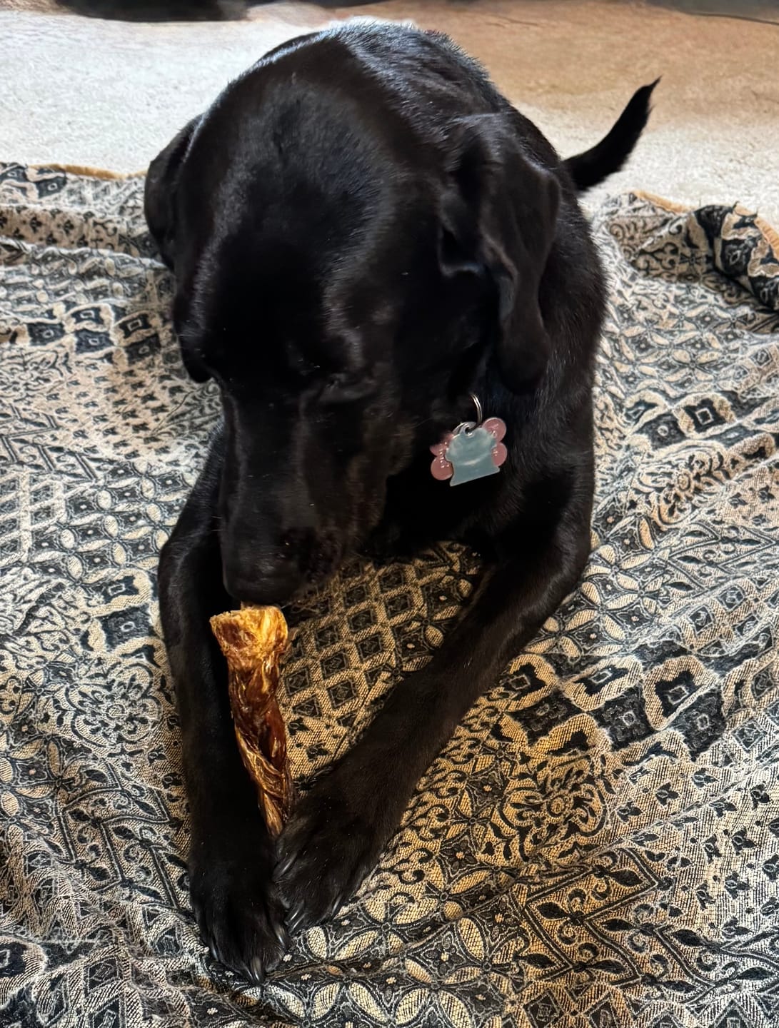 Customer photo review of 6 Inch Braided Jerky Stick