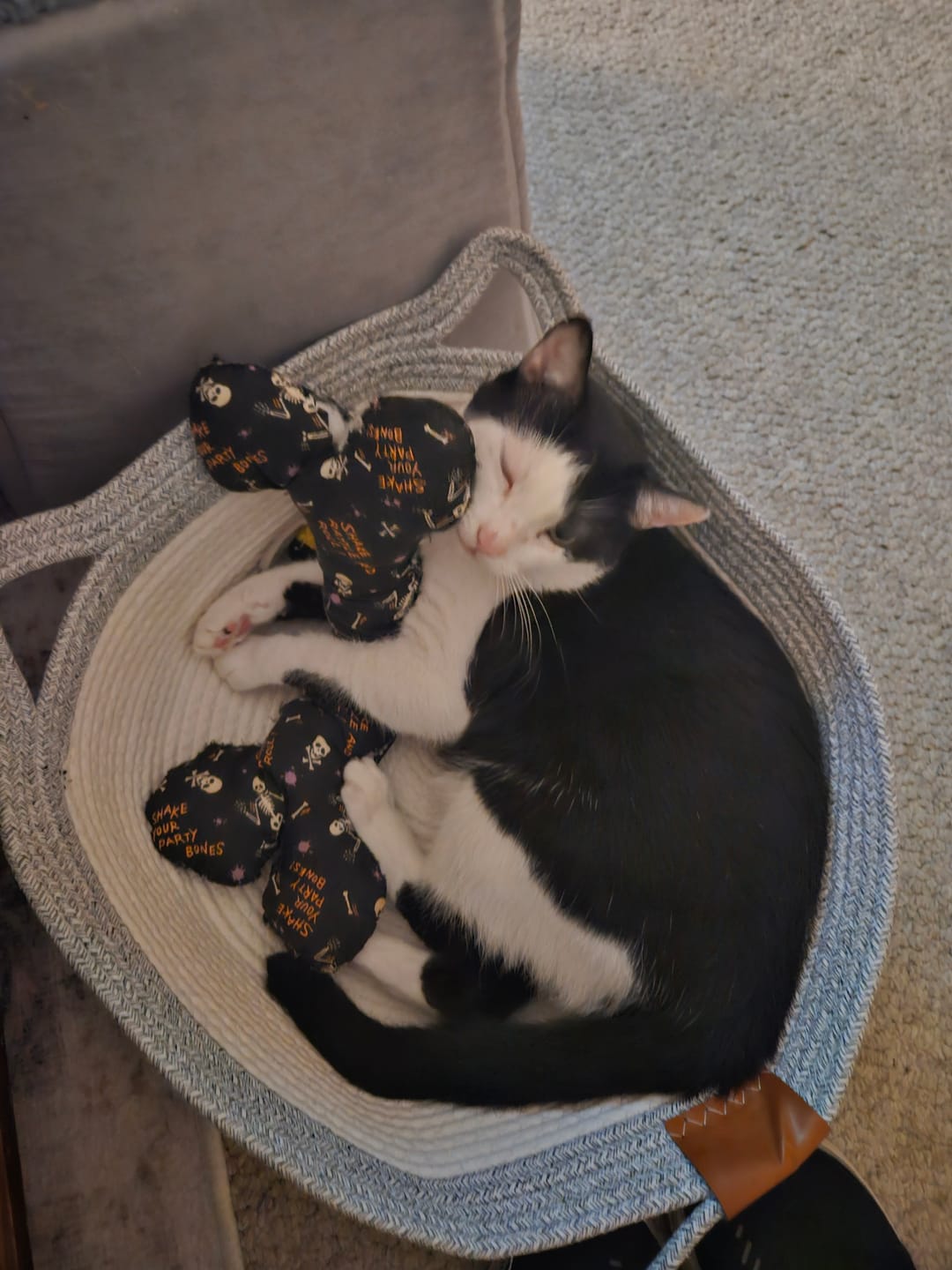 Customer photo review of Instinct Basket | Meet the first research-backed natural territory for indoor cats