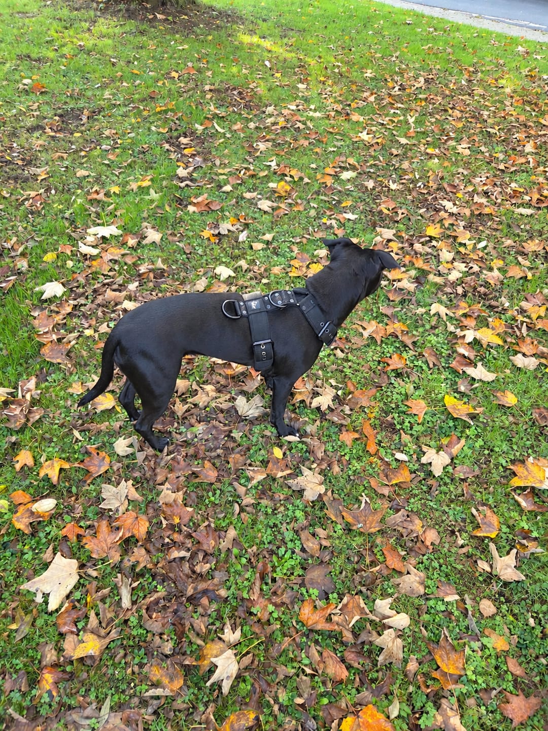 Customer photo review of Easy Walk Black Edition Svart - Sele med handtag