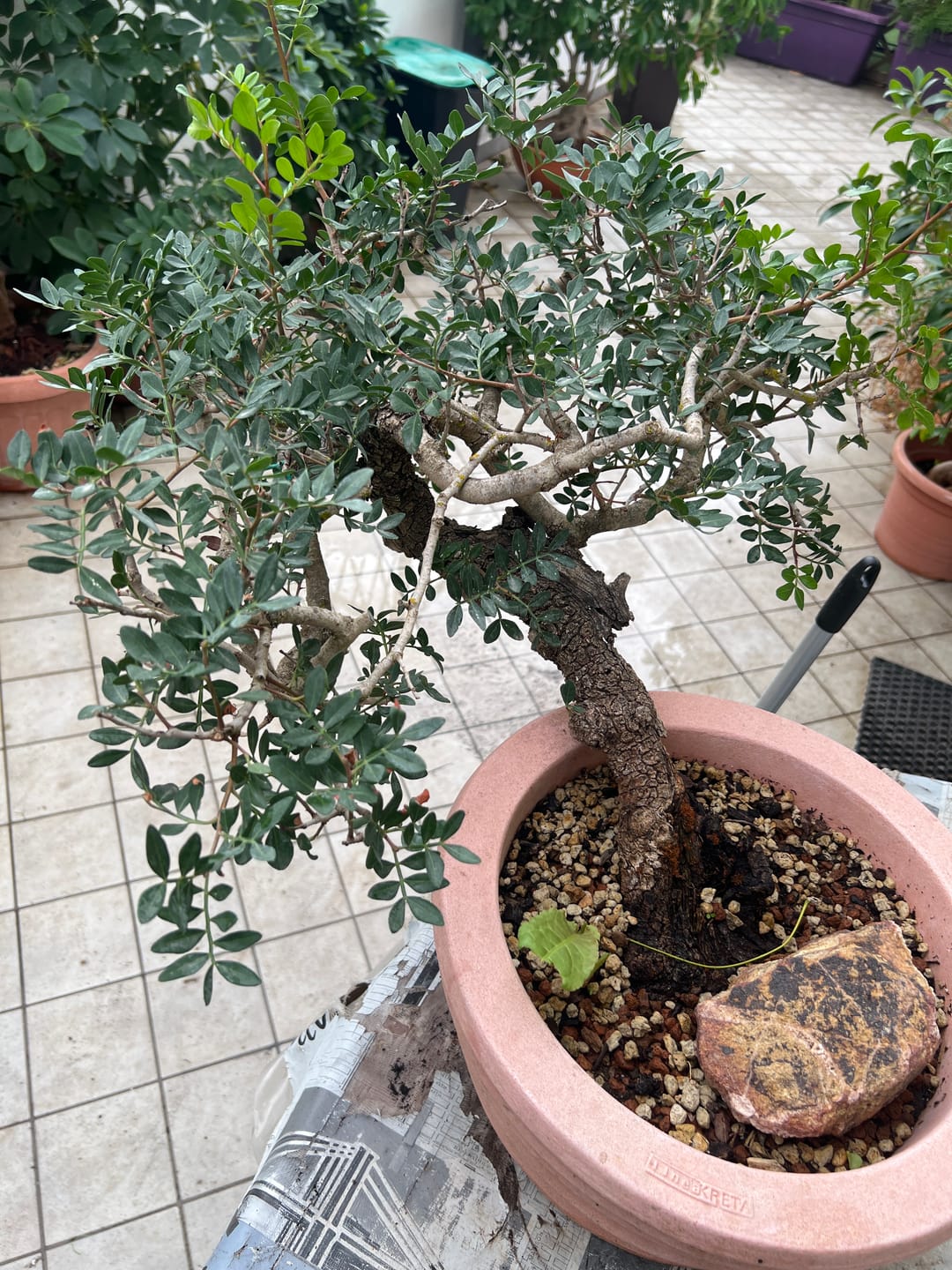 Customer photo review of BONSAI 365