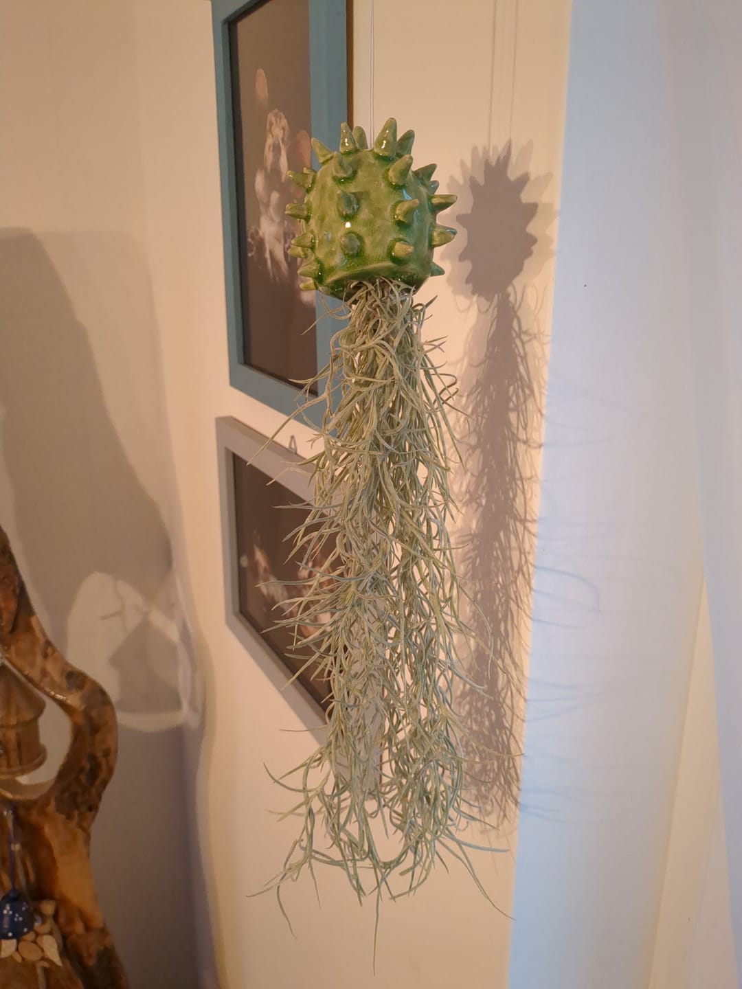 Customer photo review of Tillandsia usneoides - Lousianamoos