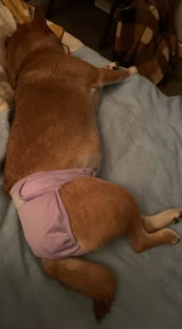 Customer photo review of Pañal Lavable Impermeable para Mascotas