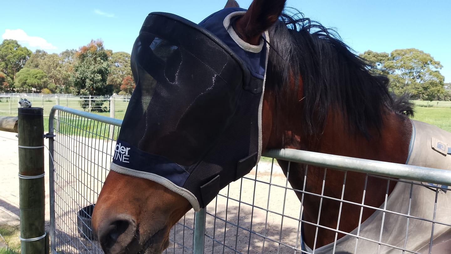 Customer photo review of LE Outback Flymask Original
