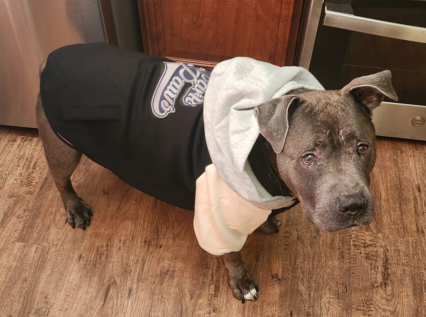 Customer photo review of Dog Varsity Jacket - Black