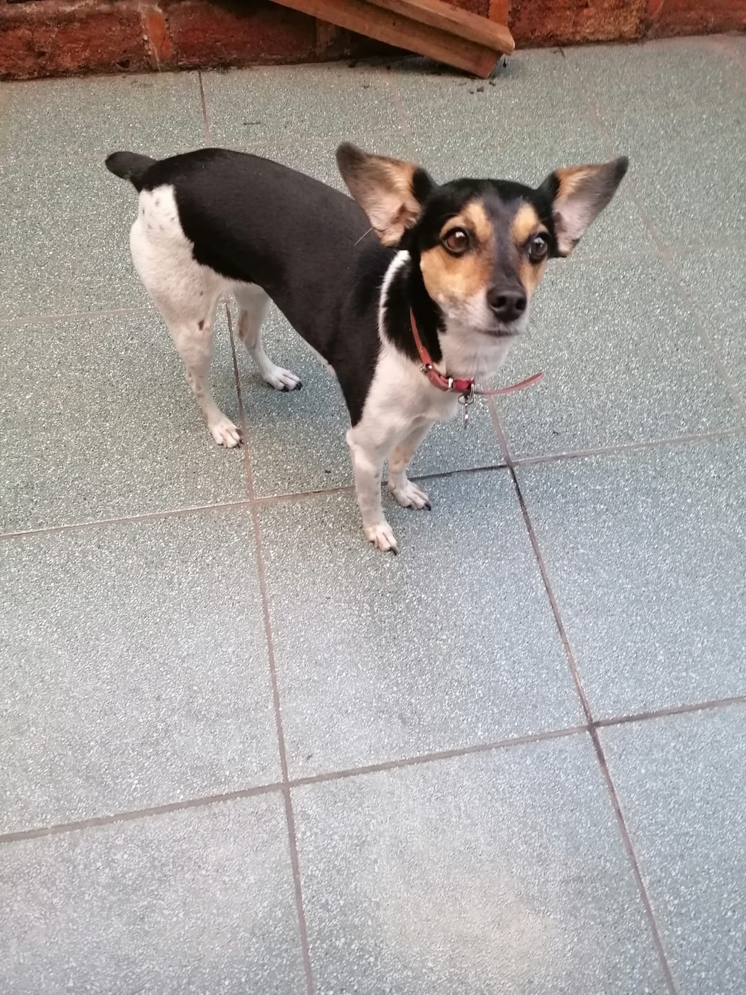 Customer photo review of PetFamily Foods Razas Pequeñas