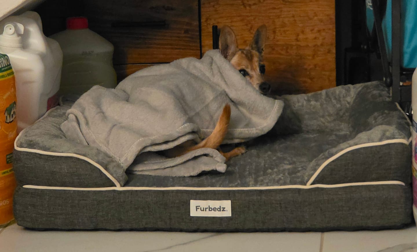 Customer photo review of Cama Ortopédica para Perros