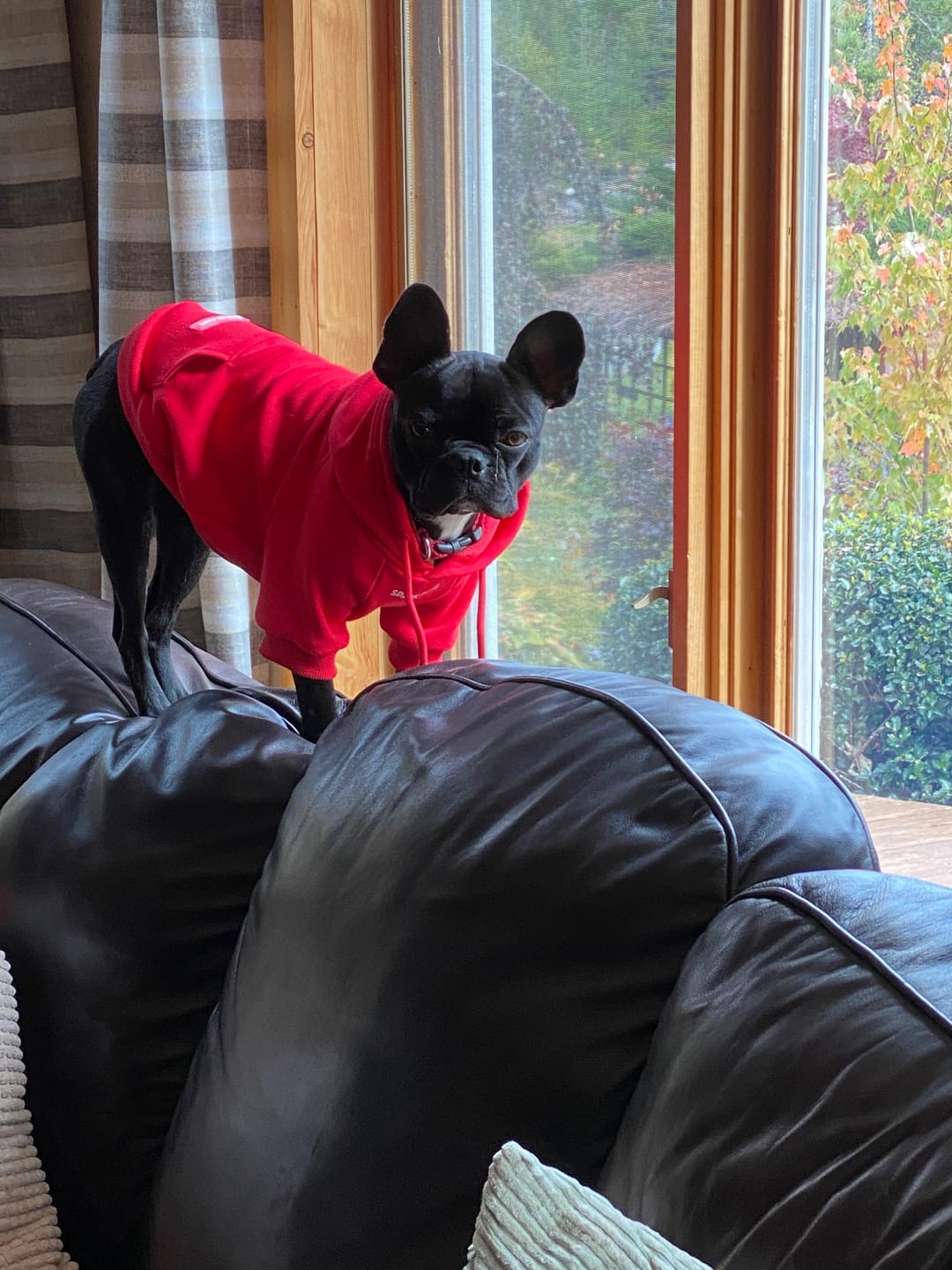 Customer photo review of Essential Dog Hoodie - Crimson Red