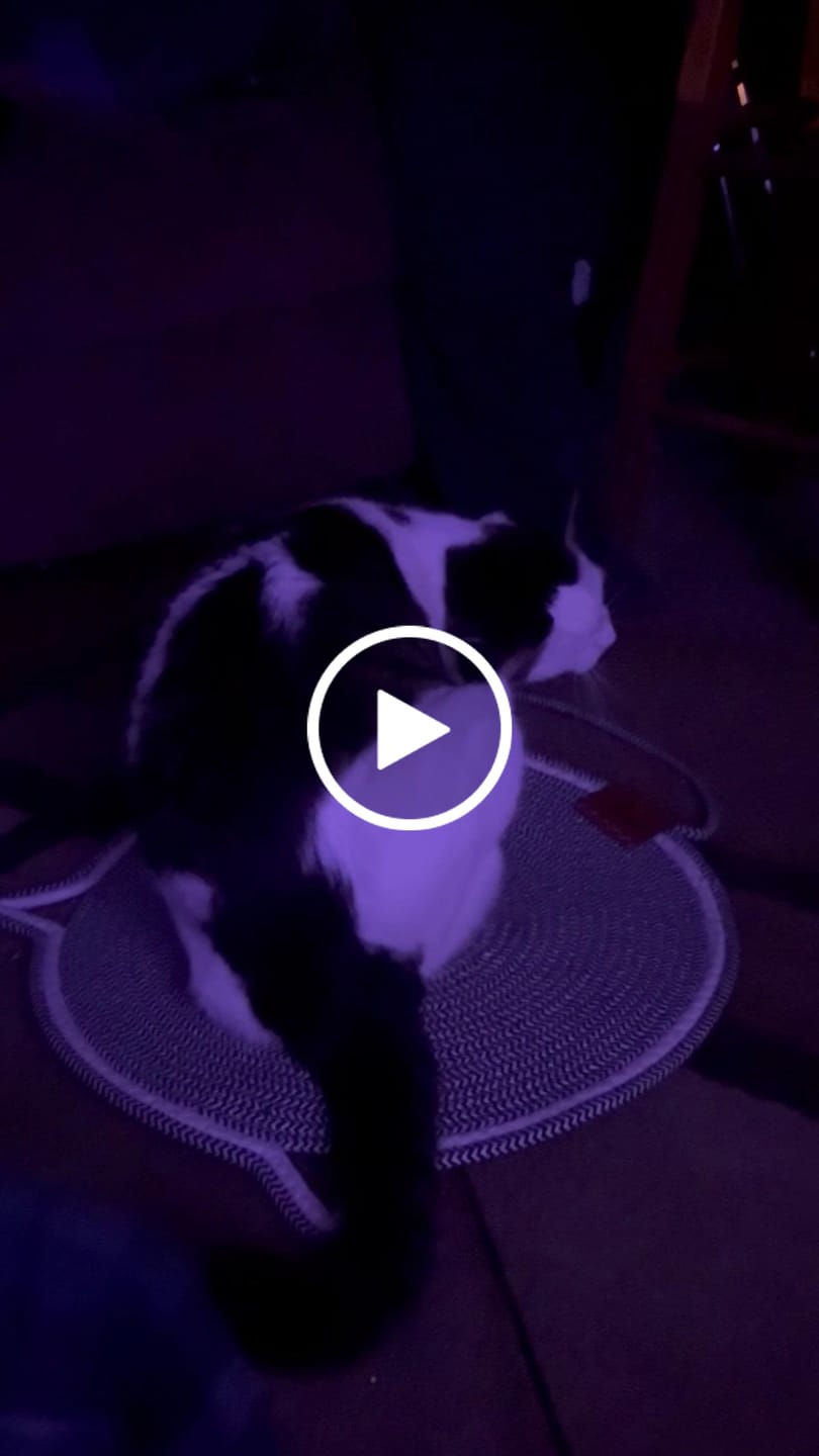 Customer video review of Instinct Mat | The Scratching Mat Her Biology Actually Recognizes (NEW)