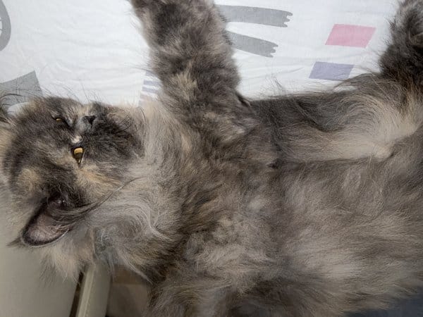 Customer photo review of K9 Competition High Rise Sampon pentru Caini si Pisici
