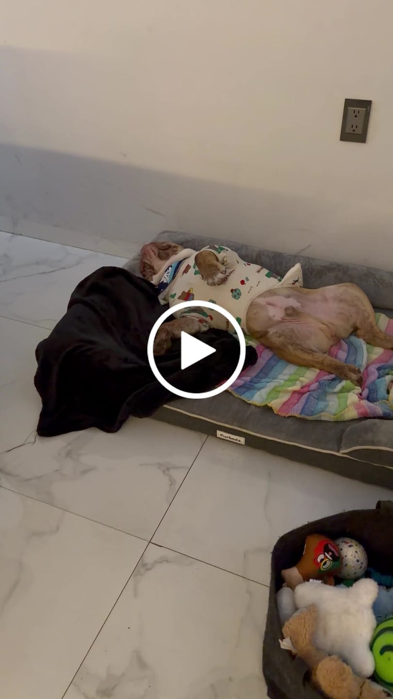 Customer video review of Manta Relajante para Mascotas