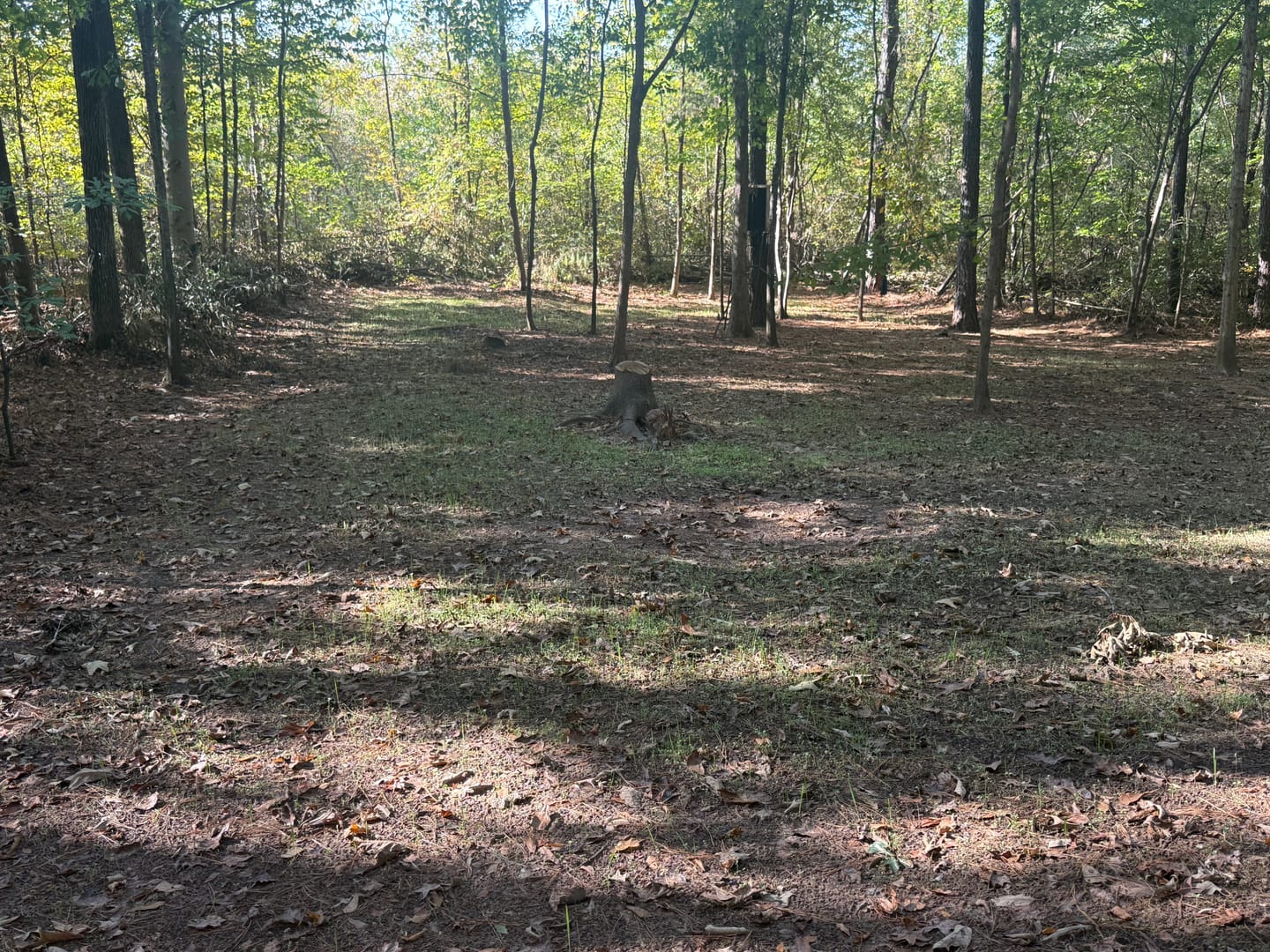 Customer photo review of Hot Chic™ Food Plot Seed