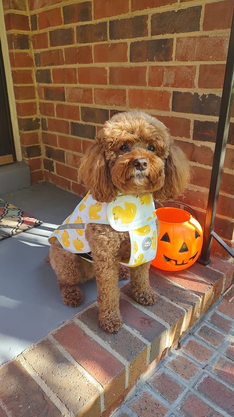 Customer photo review of Rain Jacket - You Quack Me Up!