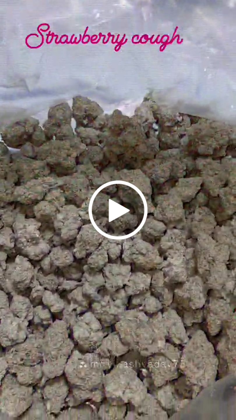 Customer video review of Strawberry Cough THCA Flower