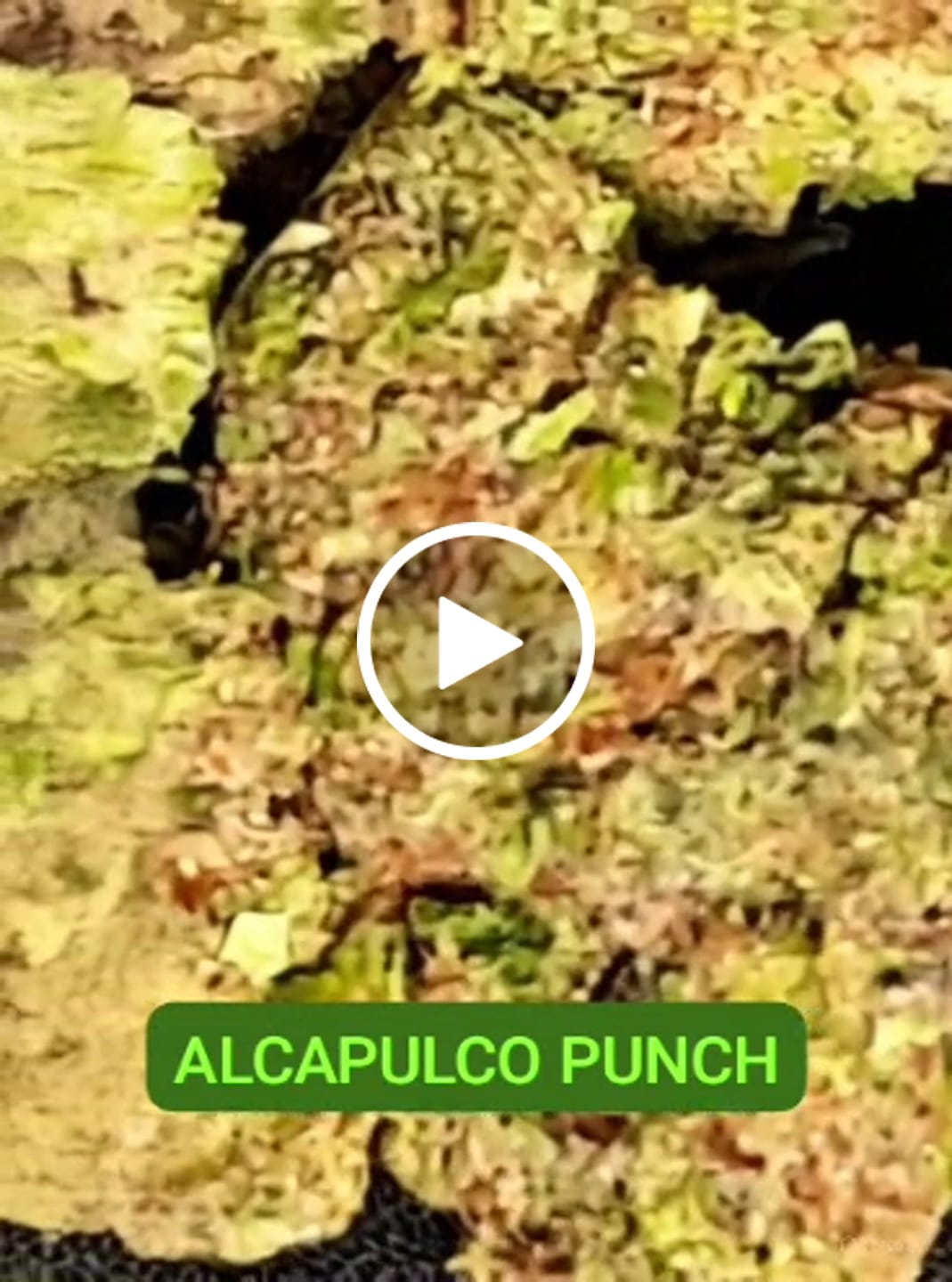 Customer video review of Acapulco Punch THCA Flower