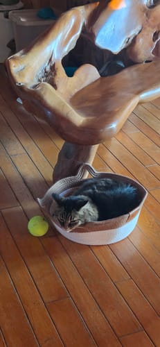 Customer's cat sleeping inside the tan, woven rope Instinct Basket sitting on a wooden floor.