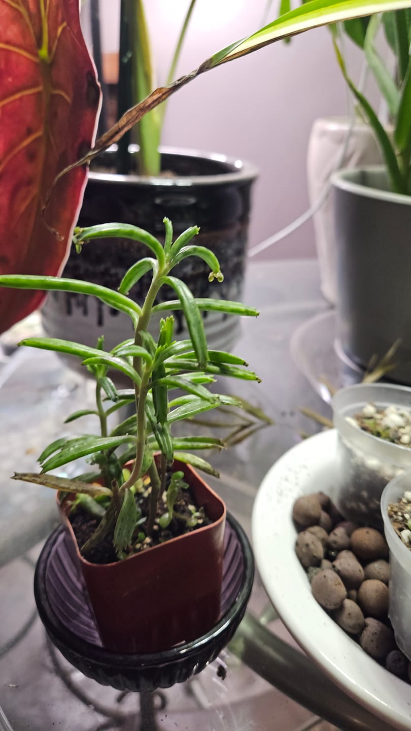 Customer photo review of Mother of Millions Kalanchoe