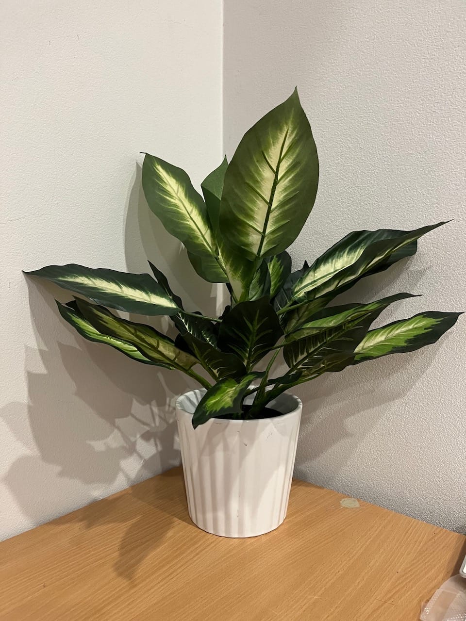 Customer photo review of Leopard Lily (Dieffenbachia) with Pot 40cm